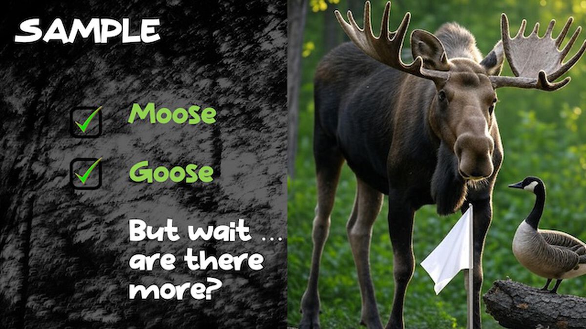 Moose on the Loose image number null